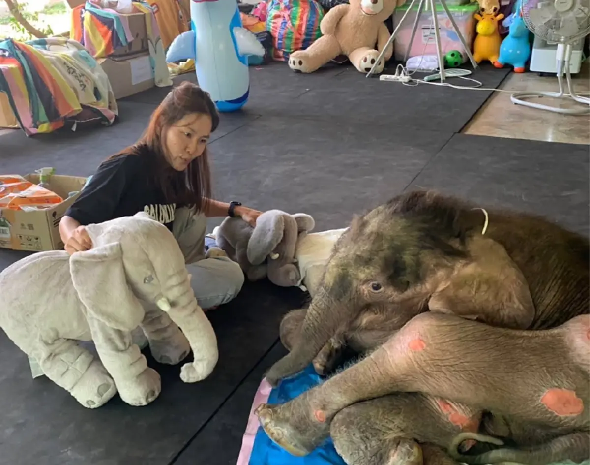 สู้ไม่ถอย น้องข้าวต้ม อาการน่าห่วง พบตับเป็นพังผืด หัวใจโต