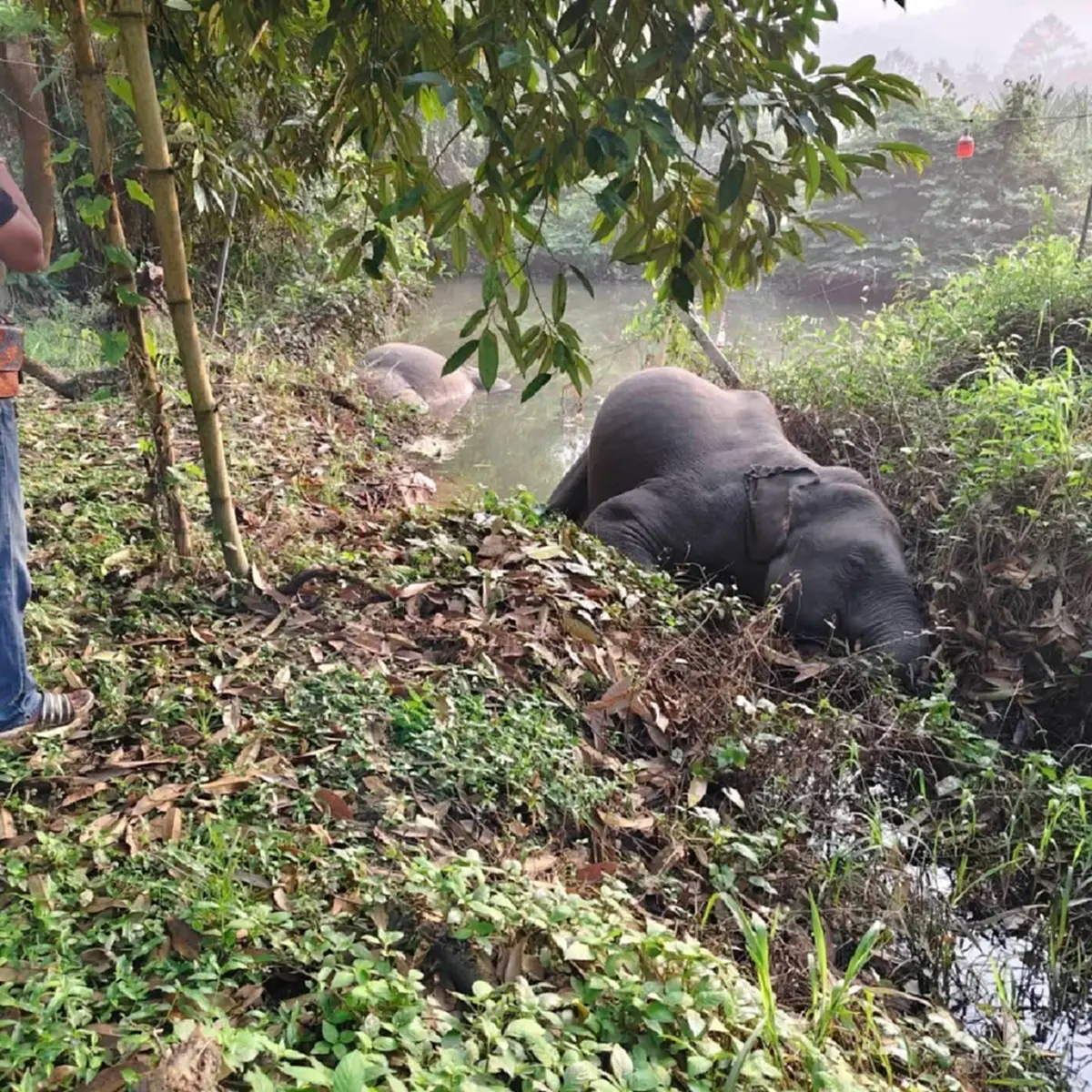 เศร้า เปิดข้อมูล 1 ใน 3 ช้างป่าถูกไฟช็อตล้ม ยิ่งสะเทือนใจ