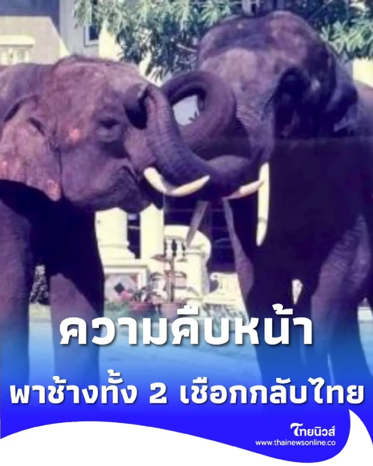 รัฐบาลไทยเดินหน้าเจรจา เตรียมพาช้างกลับบ้าน ใช้ชีวิตบั้นปลายอย่างสงบ ณ ถิ่นกำเนิด