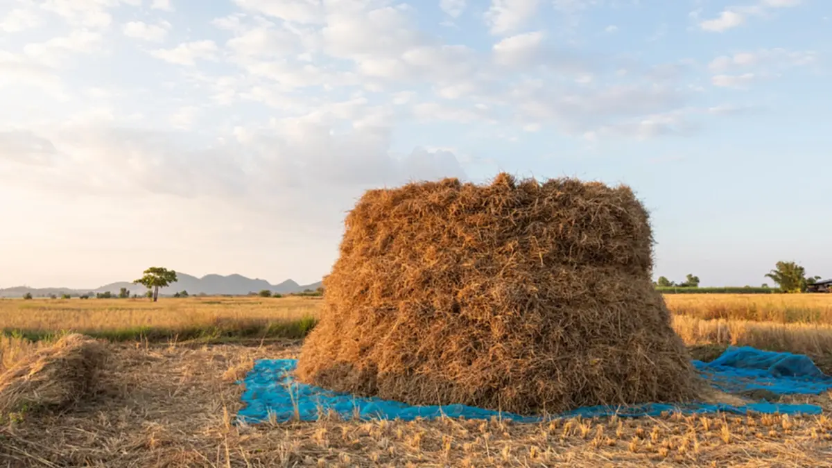 ตากข้าวบนถนนเข้าข่ายกระทำผิดกฎหมายทางหลวง โดนฟันโทษหนัก