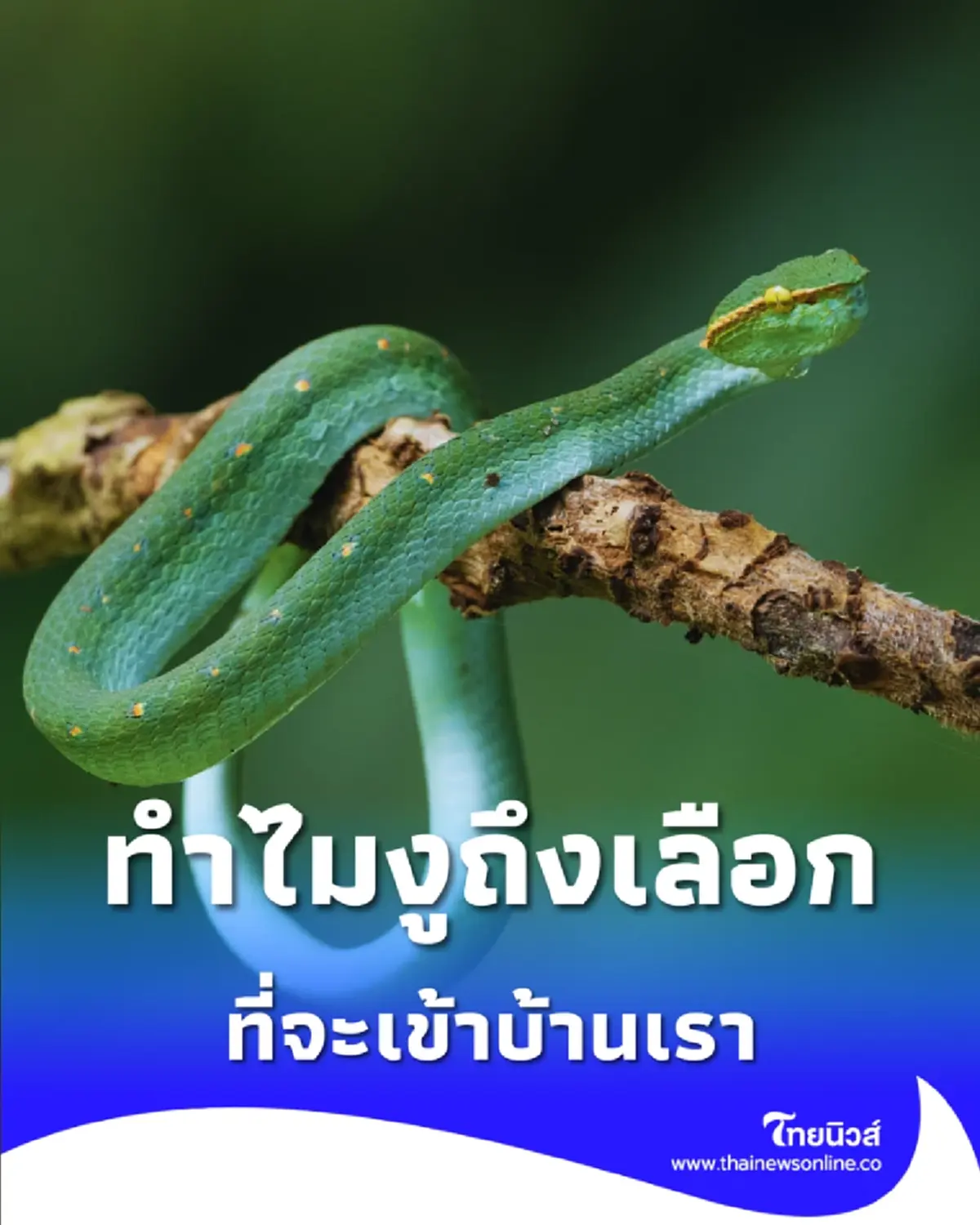 ทำไมงูชอบเข้าบ้าน มี 5 สาเหตุหลักที่คุณอาจเผลอสร้างไว้ 