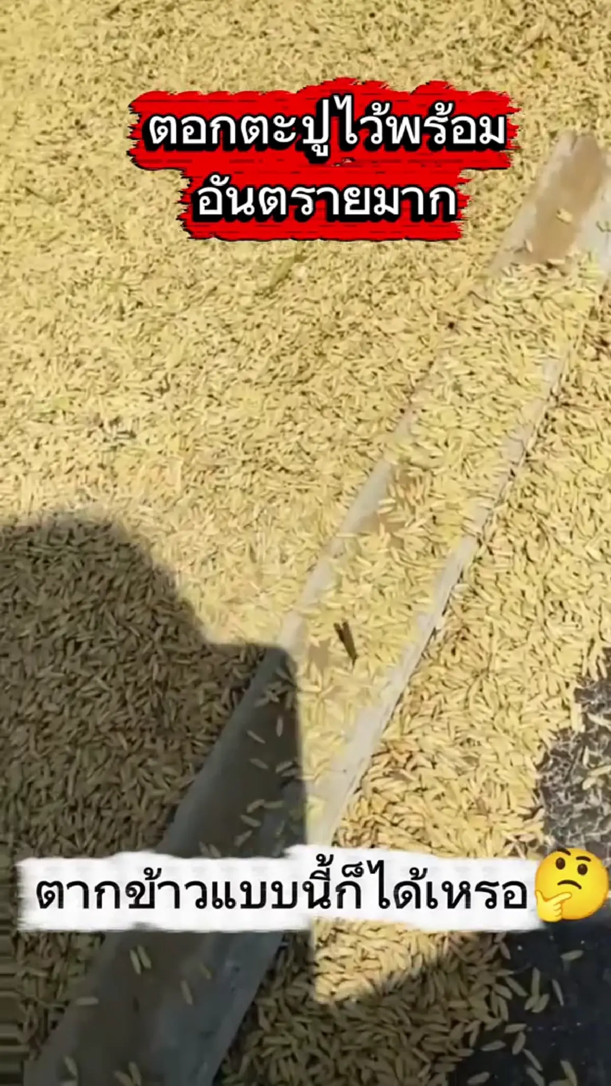 แบบนี้ก็ได้? ตากข้าวบนถนน แถมวางไม้ตะปูชี้ขึ้นป้องกันรถทับข้าว