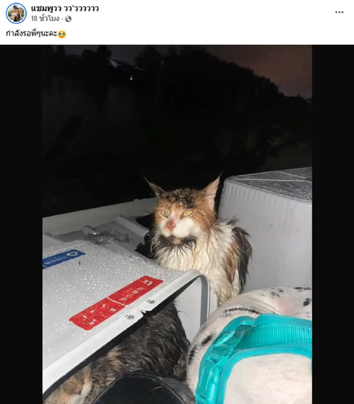 เจ้าของอัพเดตล่าสุด หลังติดบนหลังคา พร้อมหมา - แมว กว่า 20 ชีวิต