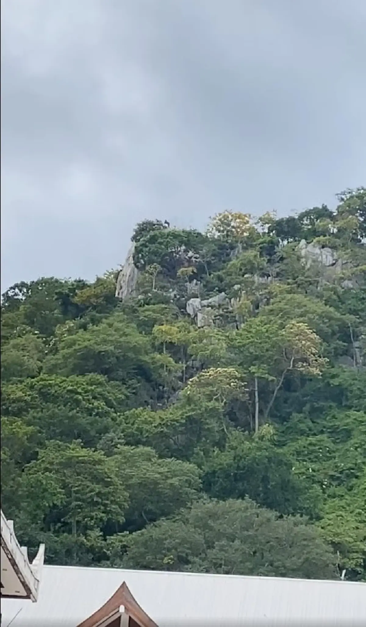 เป็นบุญตา รู้แล้วคือตัวอะไร โผล่บนยอดเขา ชาวเน็ตบอก คุณโชคดีมาก