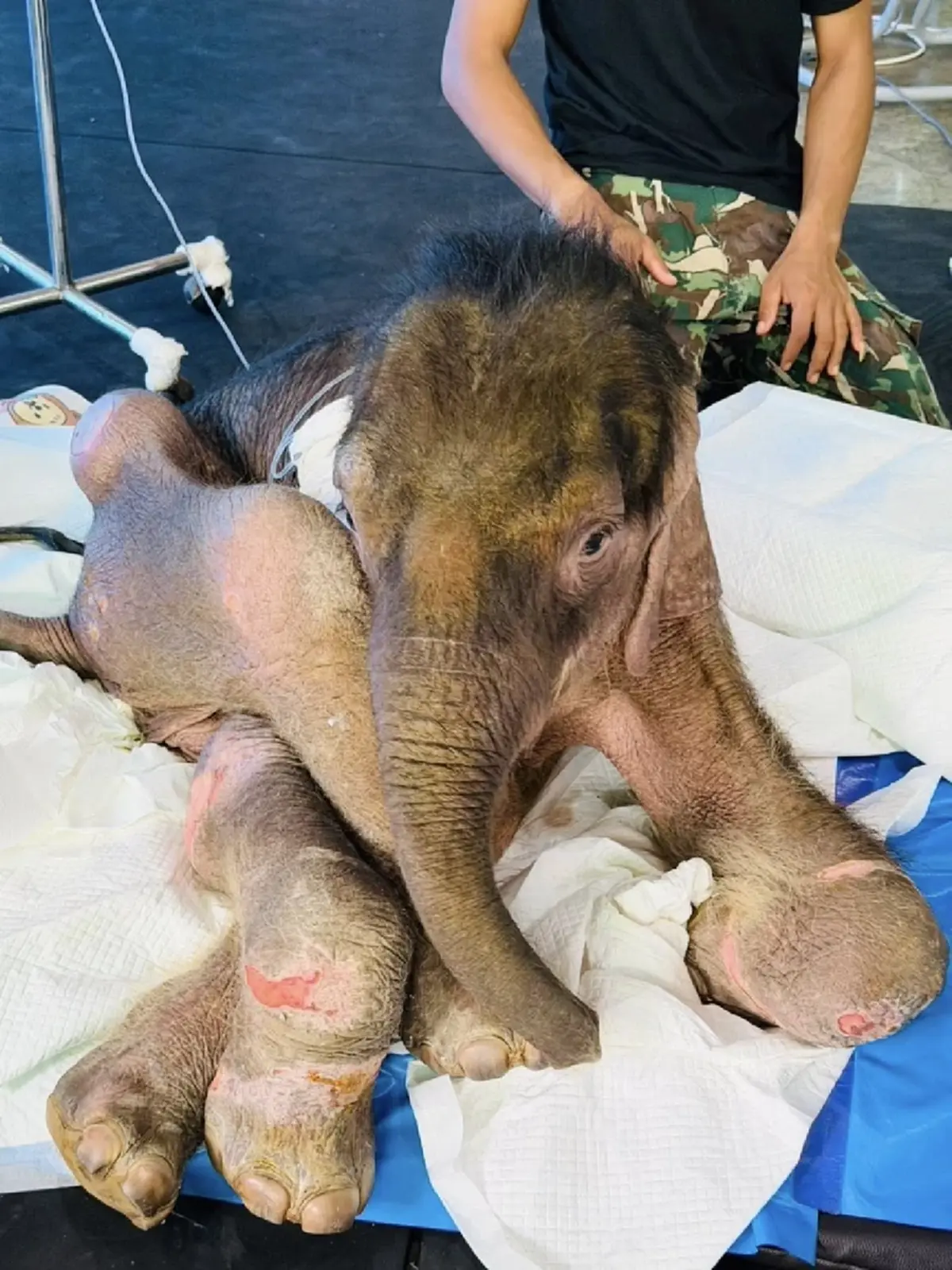 น้องข้าวต้ม เลือดนักสู้ อัปเดตล่าสุด จะโอบอุ้มน้องไปด้วยกัน