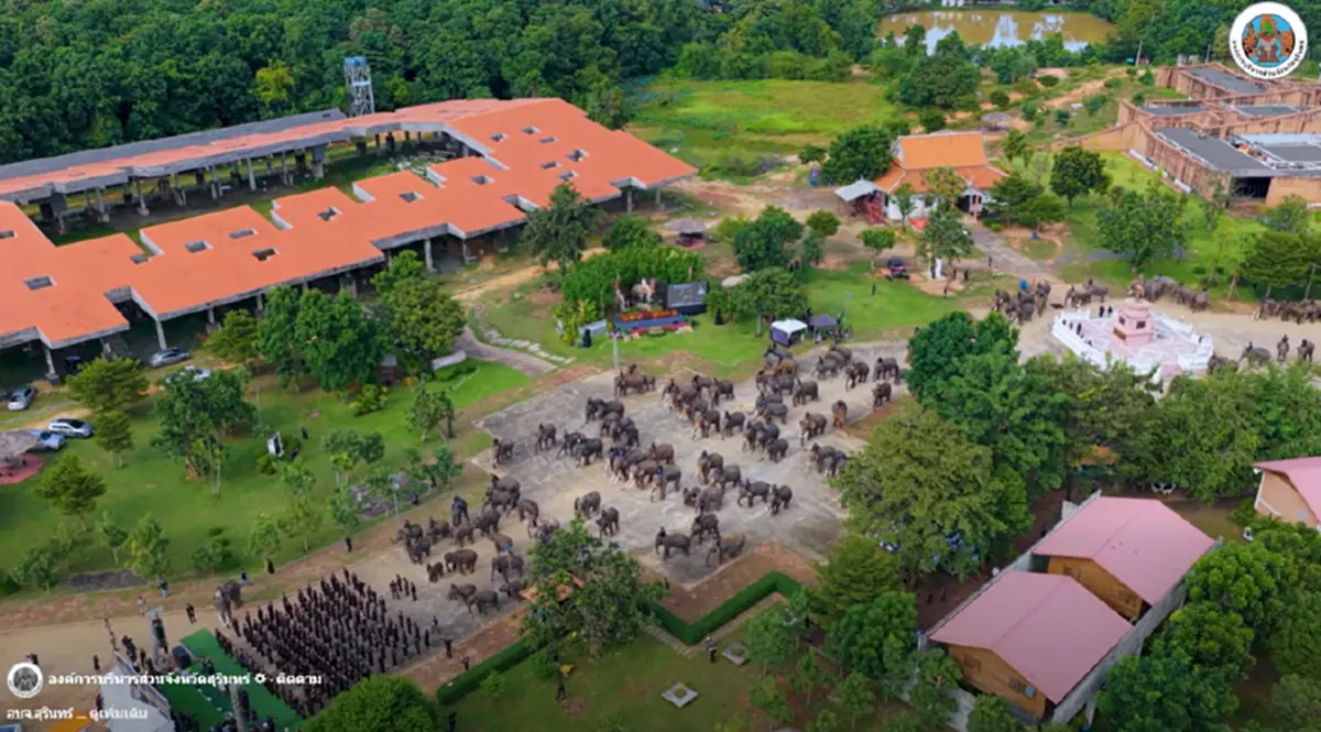 มหัศจรรย์ช้างสุรินทร์ กว่า 300 เชือก ร่วมถวายอาลัยแม่ของแผ่นดิน