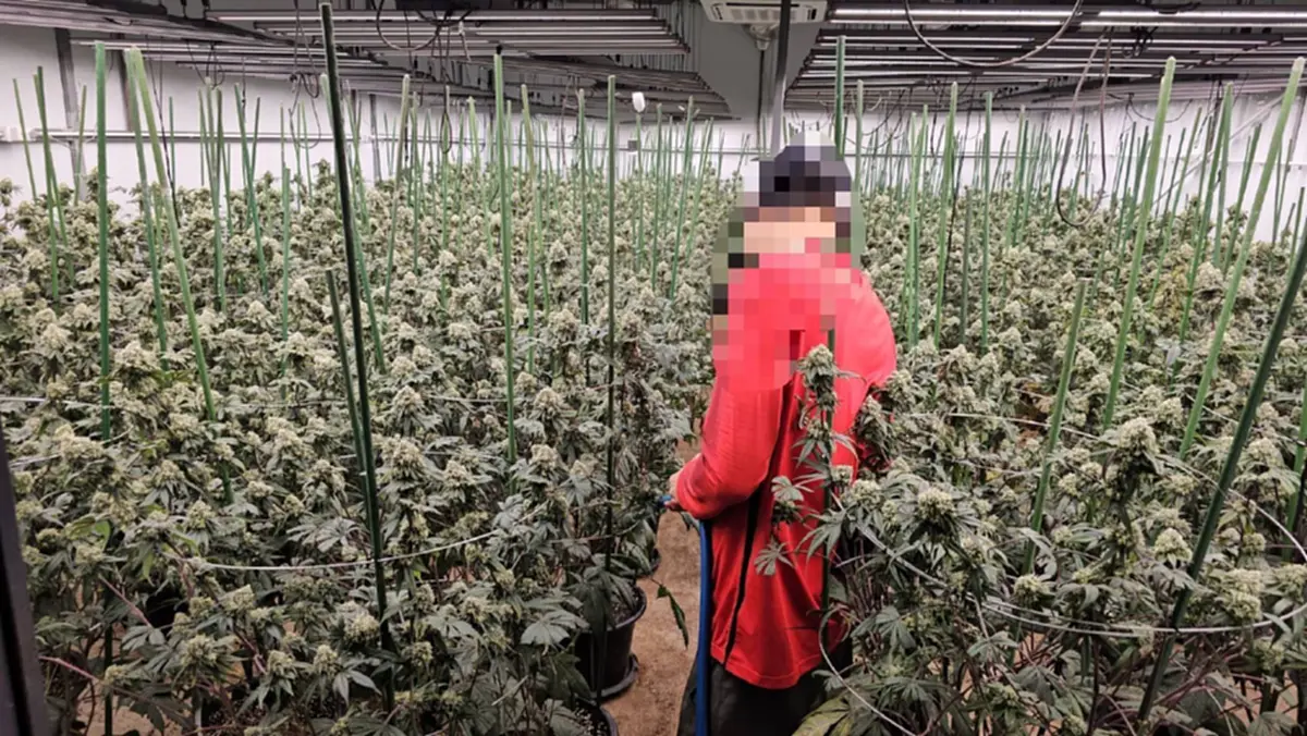 บุกทลายโกดังลับกลางกรุง จับ 3 เวียดนาม ปลูกกัญชาเถื่อน1,600 ต้น