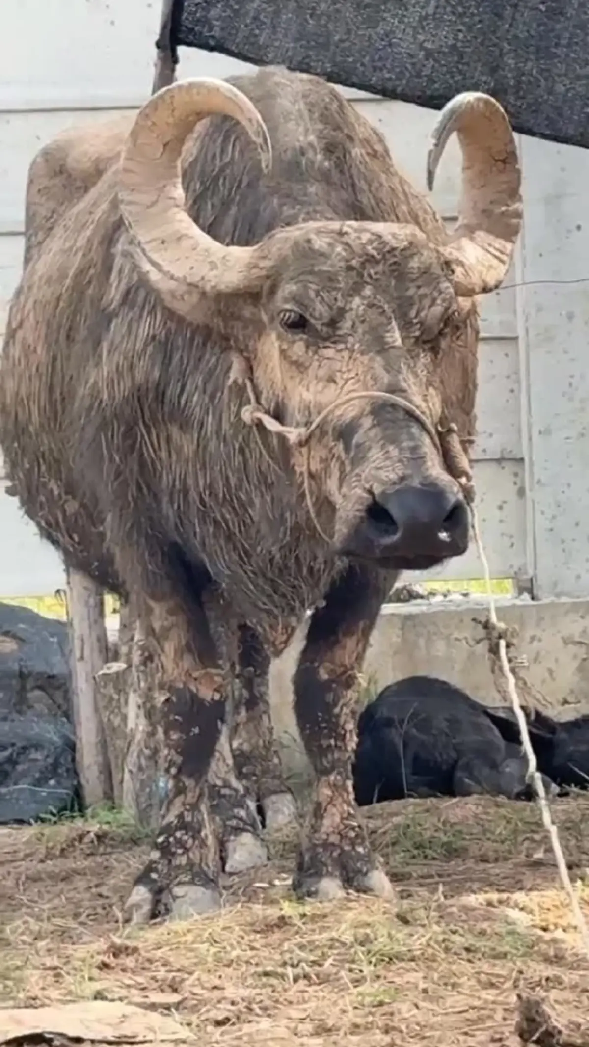 บุ๋ม ปนัดดา เผยข่าวดี ควายร่ำรวย คลอดลูก เปิดบ้านเลขที่สวย