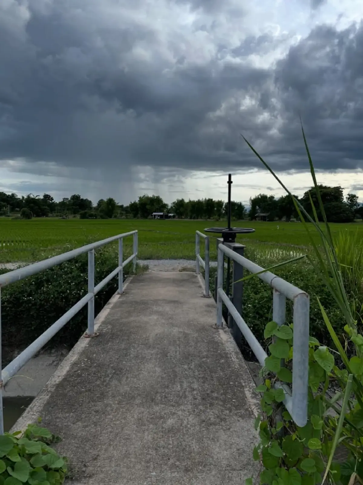 “ซาร่า โฮเลอร์” ประกาศขายที่ดินพร้อมสวนลำไย เชียงใหม่  