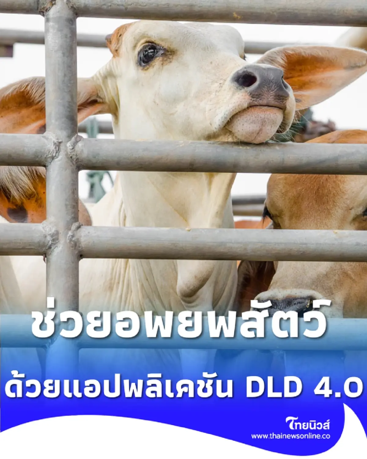 รัฐบาลเร่งช่วยเกษตรกร อพยพสัตว์เลี้ยงกว่า 5 ล้านตัว หนีภัยปะทะชายแดนไทย-กัมพูชา