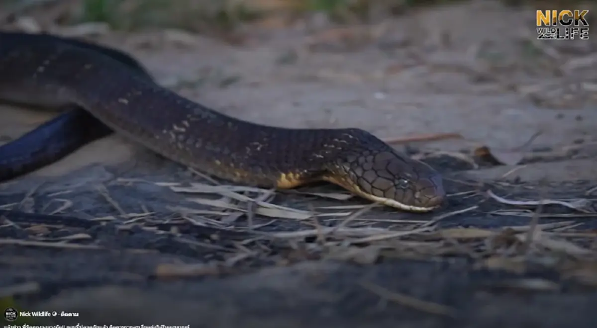 "นิค อสรพิษวิทยา" โดน"งูจงอาง"กัด หามส่งโรงพยาบาลด่วน