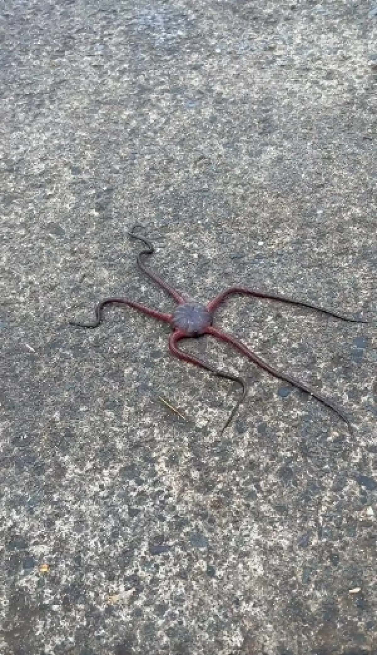 เปิดโลก หนุ่มเจอตัวประหลาดใช้หนวดเดิน ไม่เคยเห็นแบบนี้มาก่อน