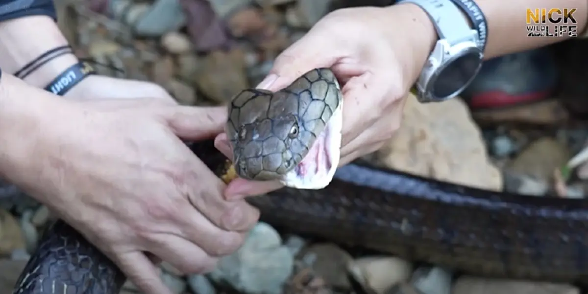 "บังยา" โพสต์ตรงๆ ถึง "นิค อสรพิษวิทยา" หลังรู้ข่าวถูกงูจงอางกัด