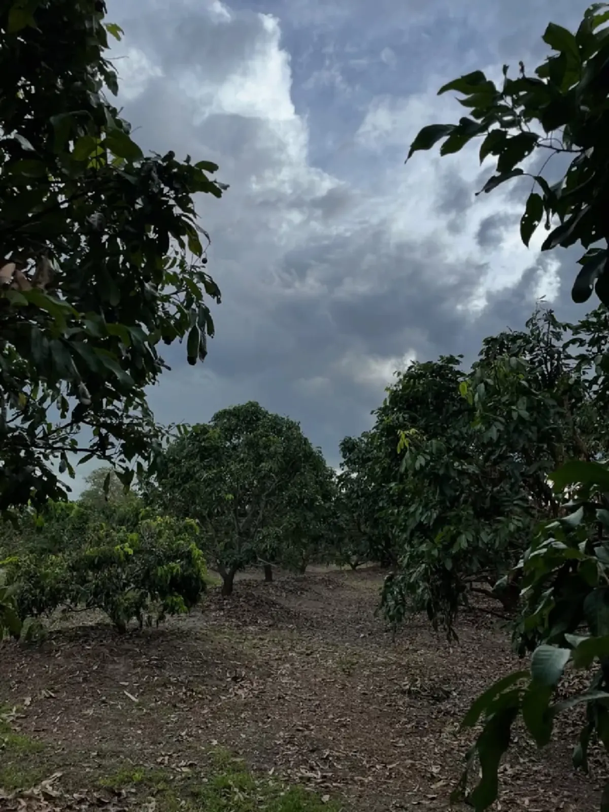 บอกเหตุผลชัด ซาร่า ประกาศขายที่ดิน พร้อมสวนลำไย จ.เชียงใหม่