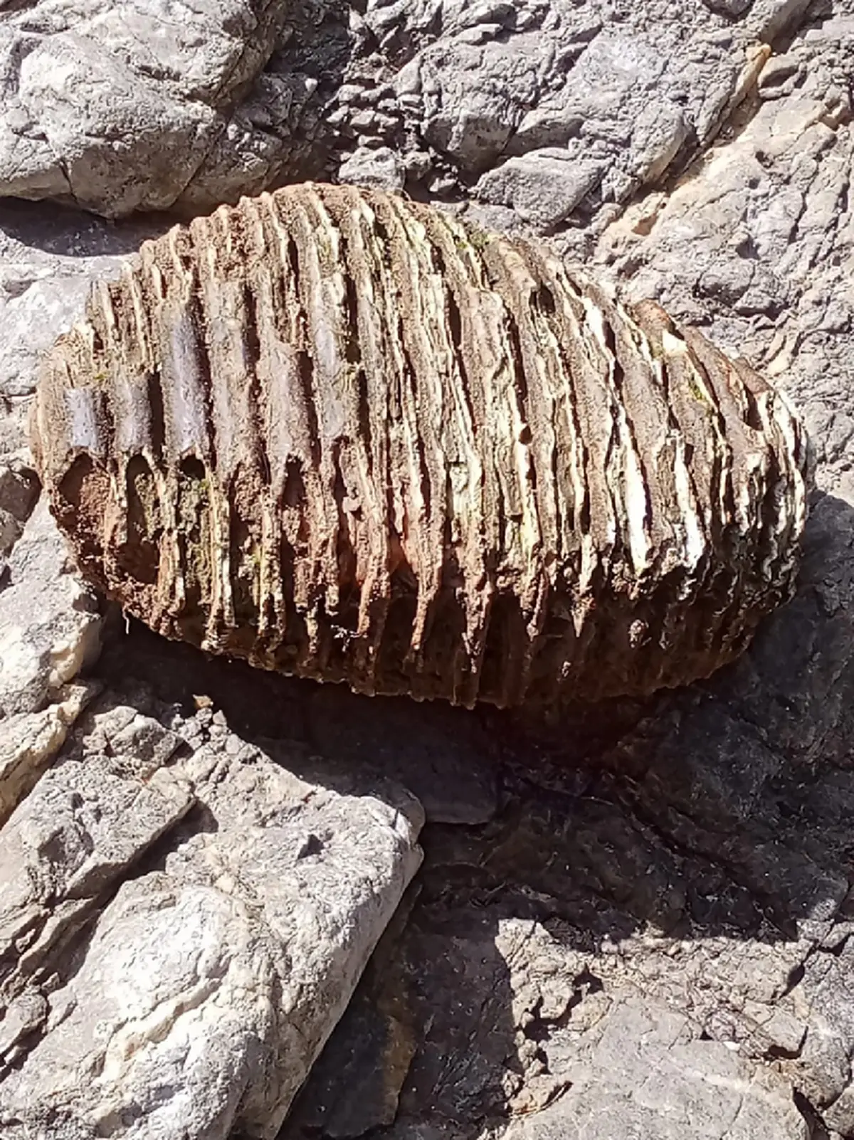 หนุ่มเจอกระดูกรูปร่างไม่คุ้นตาที่ น้ำตก จ.พะเยา ผู้รู้มาเฉลย