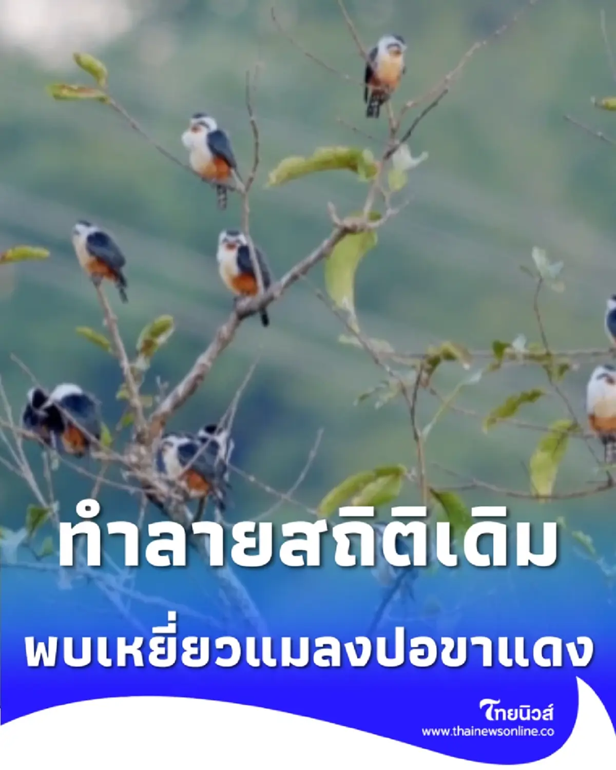 ช่างภาพจีนตะลึง จับภาพ เหยี่ยวแมลงปอขาแดง 17 ตัวในเฟรมเดียว 