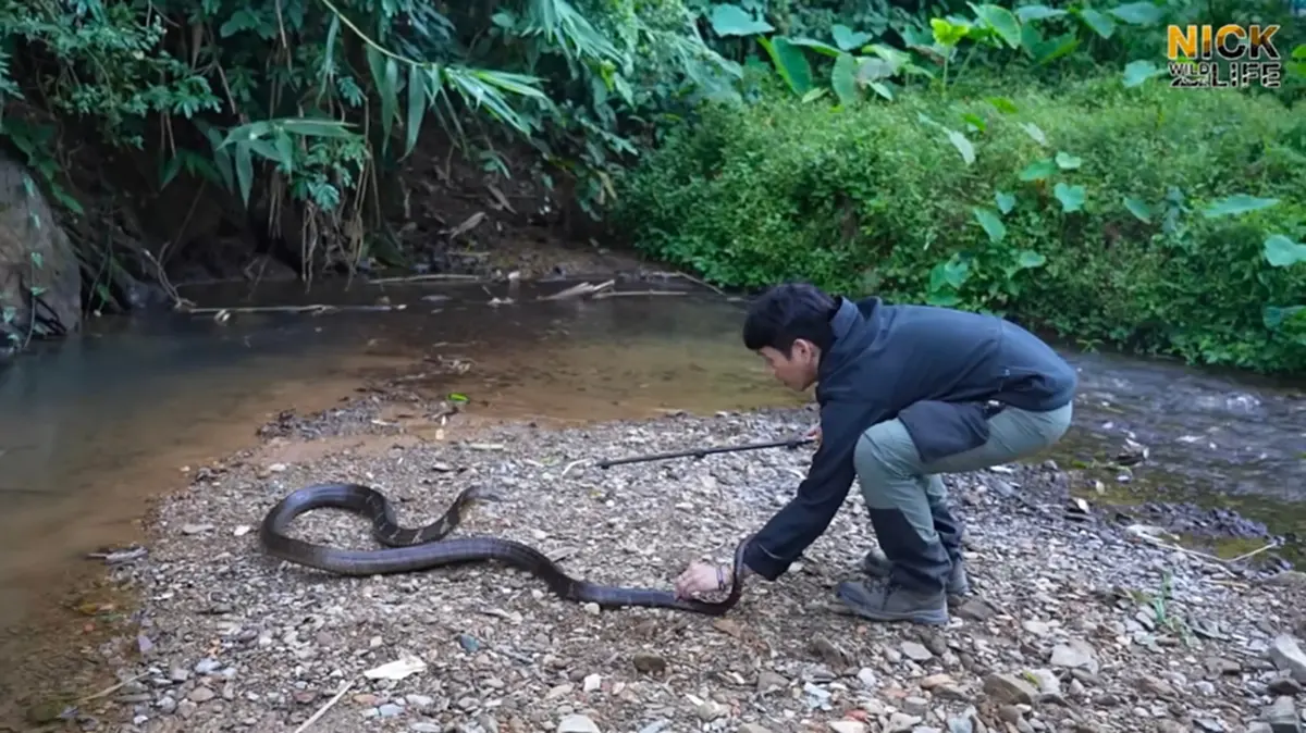 เปิดนาทีชีวิต"นิค อสรพิษวิทยา"เจอพิษจงอาง ไม่คิดว่ามันจะกัดได้