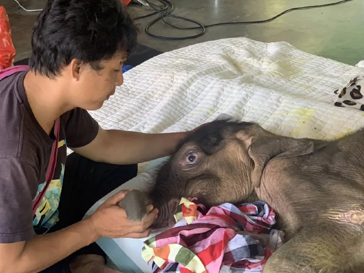 เปิดอาการล่าสุด "น้องข้าวต้ม" ดีขึ้นมาก ลุกนั่งได้เองแล้ว