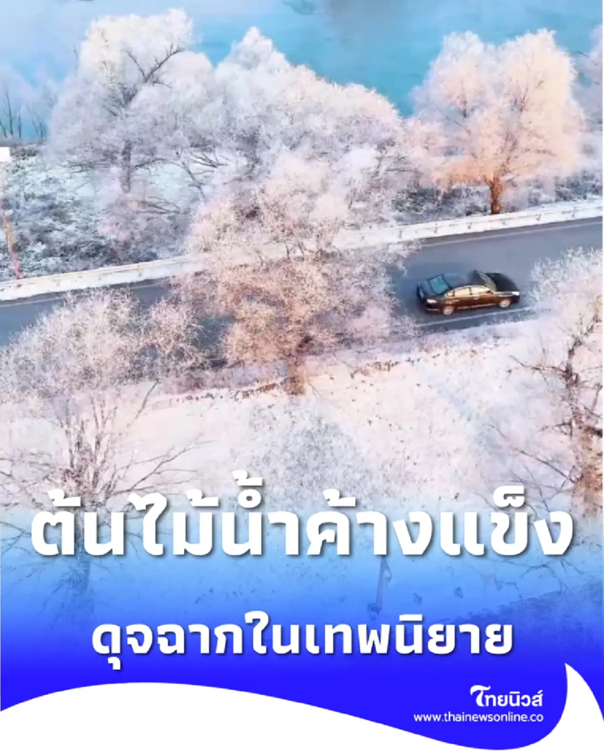 ต้นไม้น้ำค้างแข็ง แสงระยิบระยับยามเช้า ดุจฉากในเทพนิยาย