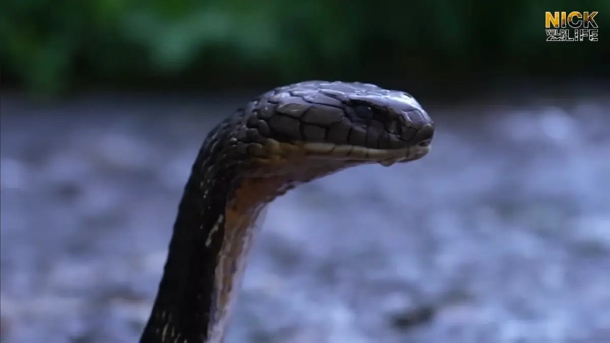 นิค อสรพิษวิทยา เล่านาทีถูกงูจงอางกัด เหมือนเข็มนับ 10 เล่ม แทงนิ้ว