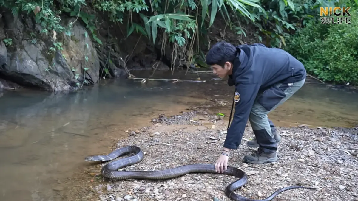 นิค อสรพิษวิทยา เล่านาทีถูกงูจงอางกัด เหมือนเข็มนับ 10 เล่ม แทงนิ้ว