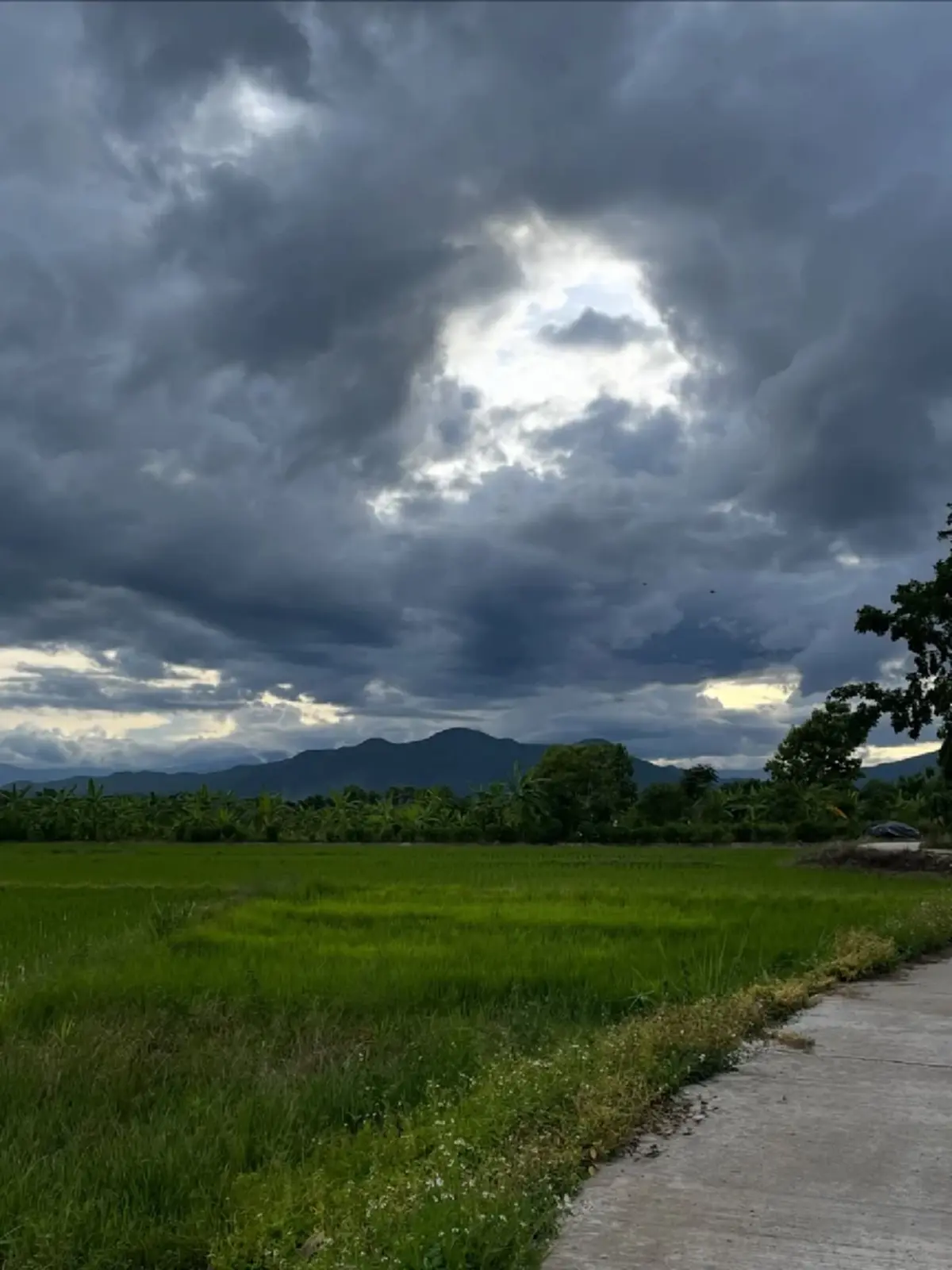 “ซาร่า โฮเลอร์” ประกาศขายที่ดินพร้อมสวนลำไย เชียงใหม่  