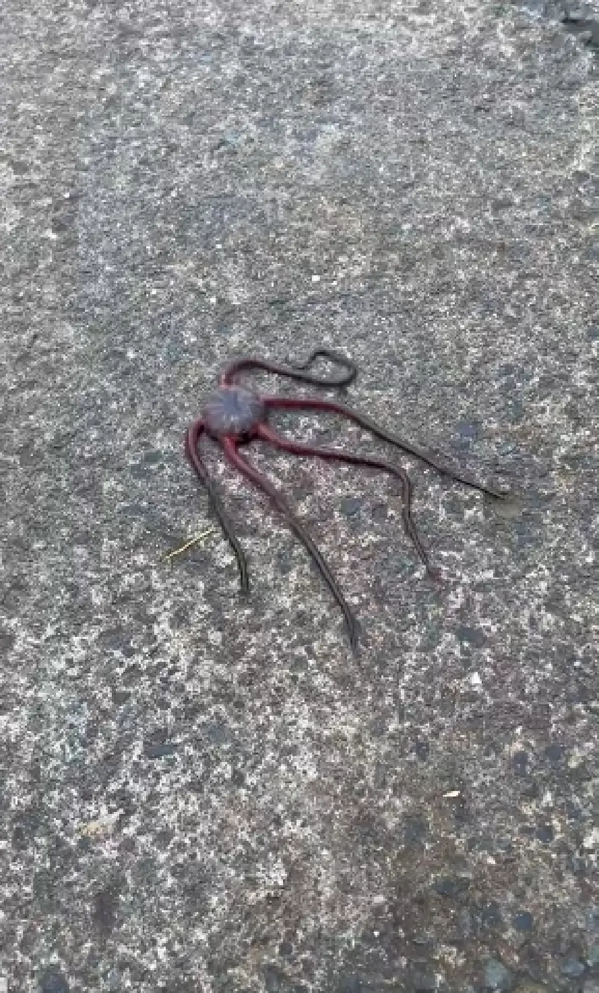 เปิดโลก หนุ่มเจอตัวประหลาดใช้หนวดเดิน ไม่เคยเห็นแบบนี้มาก่อน