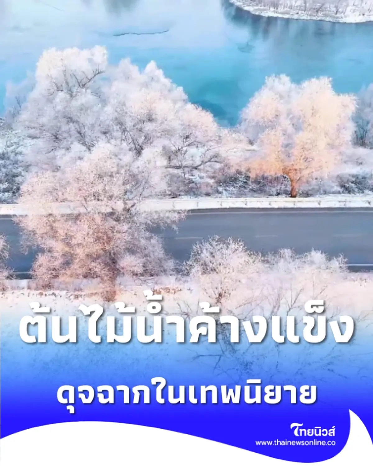 ต้นไม้น้ำค้างแข็ง แสงระยิบระยับยามเช้า ดุจฉากในเทพนิยาย