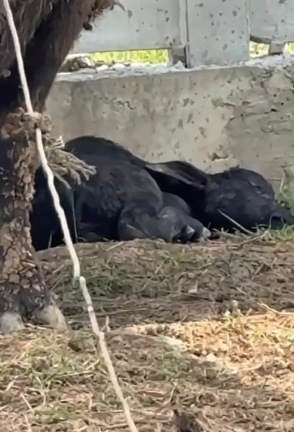 บุ๋ม ปนัดดา เผยข่าวดี ควายร่ำรวย คลอดลูก เปิดบ้านเลขที่สวย