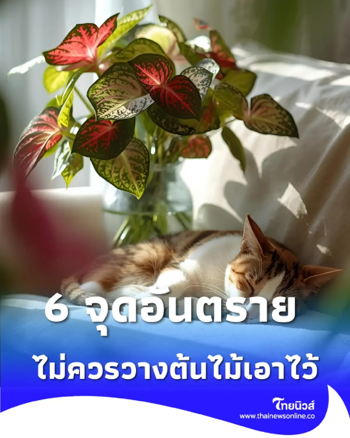 6 จุดอันตราย ในบ้าน ที่ไม่ควรวางต้นไม้ เพราะอะไร วันนี้มีคำตอบ