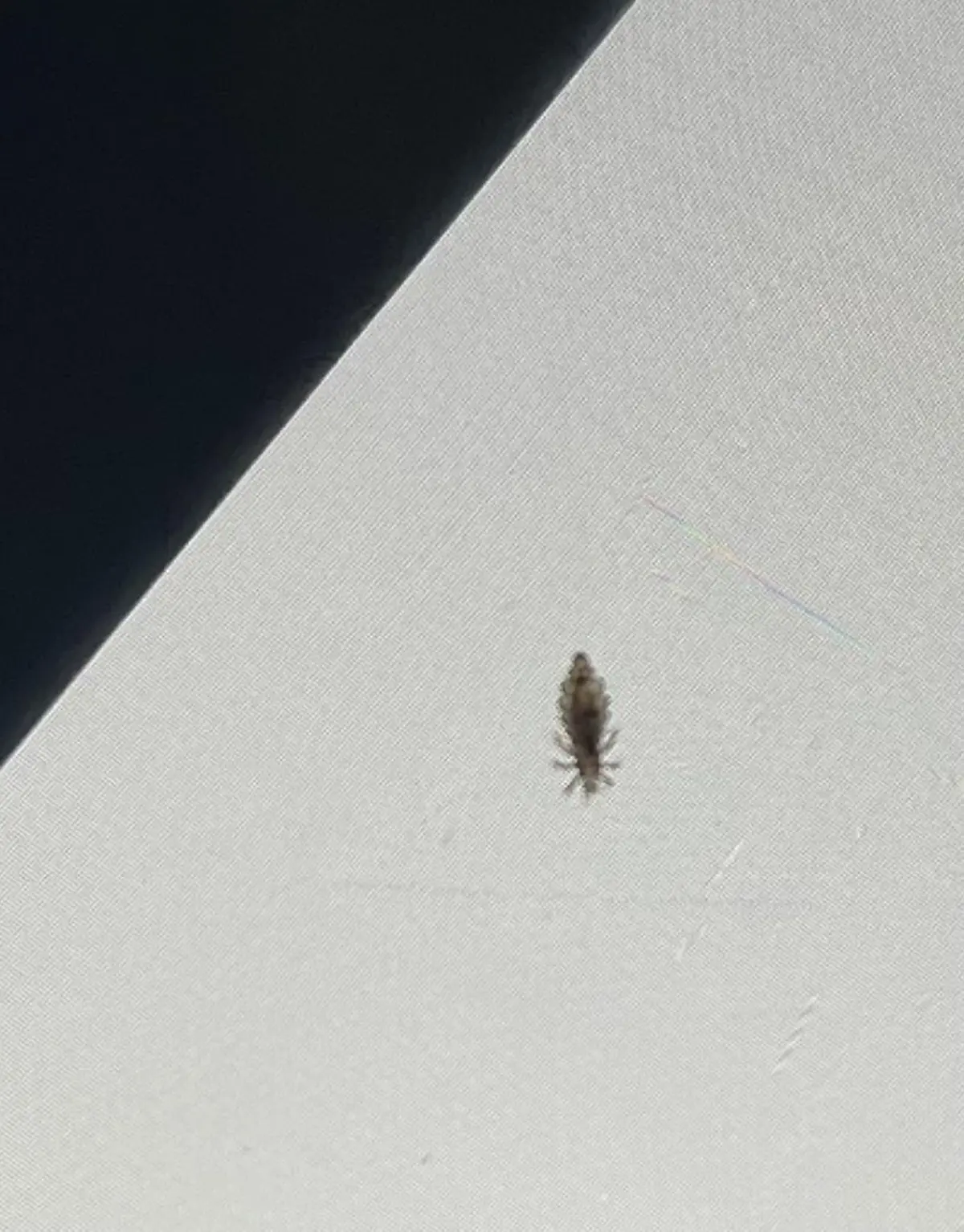 ไวรัลสนั่น สาวผงะ เจอเหา 30 ตัวบนหัว ต้นตอใกล้ตัวกว่าที่คิด