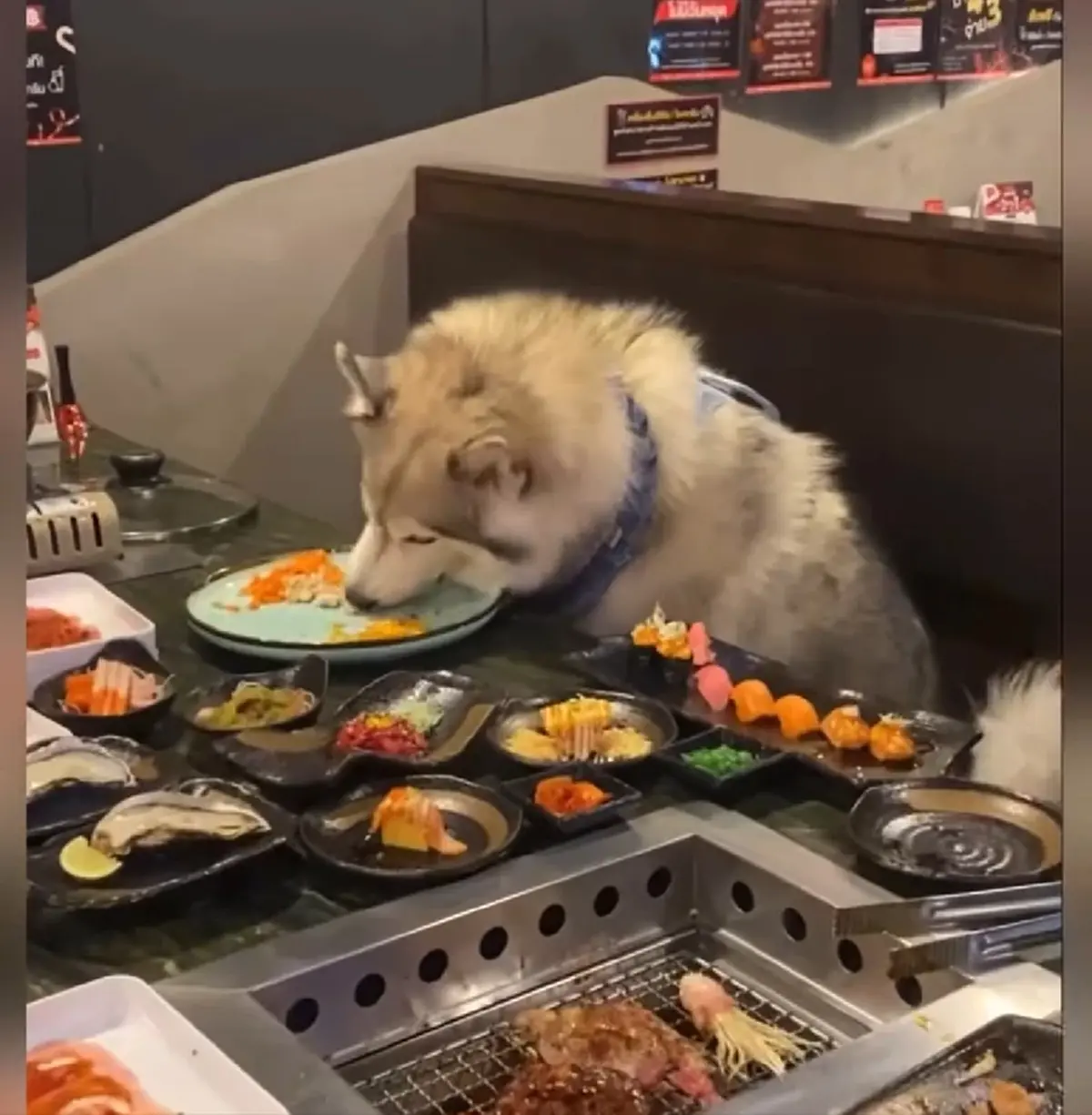 แจงดราม่า น้องหมานั่งกินบุฟเฟต์กับคน ขอความเป็นธรรมกับทางร้าน