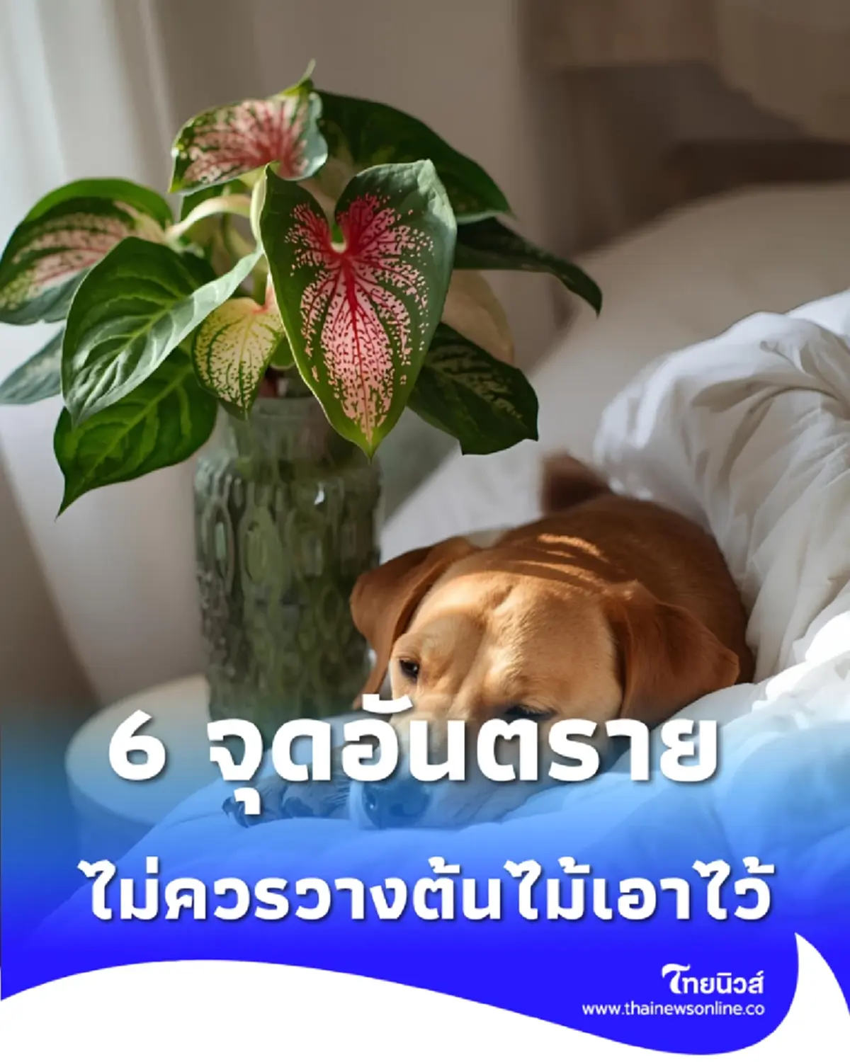 6 จุดอันตราย ในบ้าน ที่ไม่ควรวางต้นไม้ เพราะอะไร วันนี้มีคำตอบ