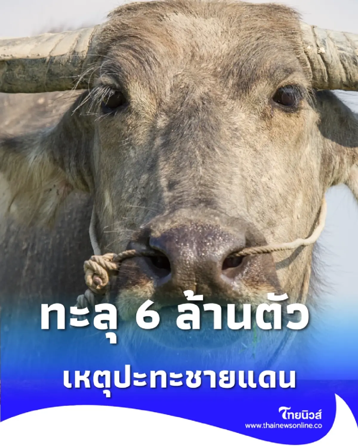 ยอดพุ่งทะลุ 6 ล้านตัว สัตว์เลี้ยงในพื้นที่ขัดแย้ง พร้อมแผนเยียวยา