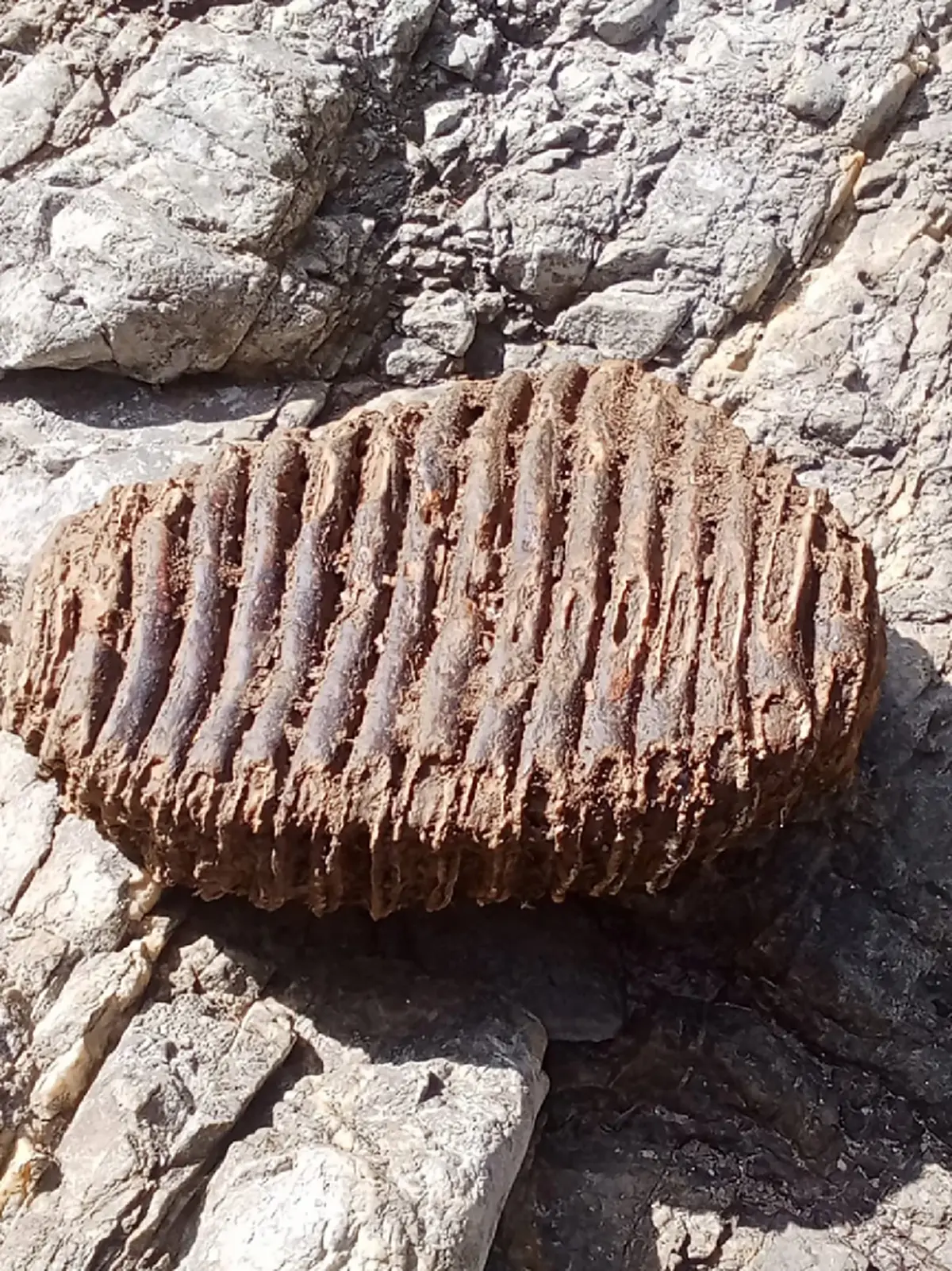 หนุ่มเจอกระดูกรูปร่างไม่คุ้นตาที่ น้ำตก จ.พะเยา ผู้รู้มาเฉลย