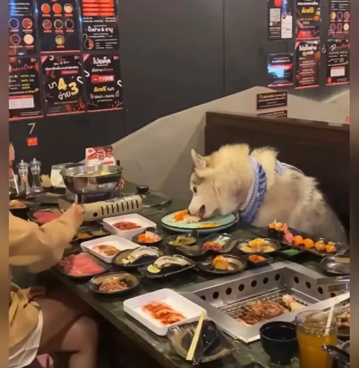 แจงดราม่า น้องหมานั่งกินบุฟเฟต์กับคน ขอความเป็นธรรมกับทางร้าน