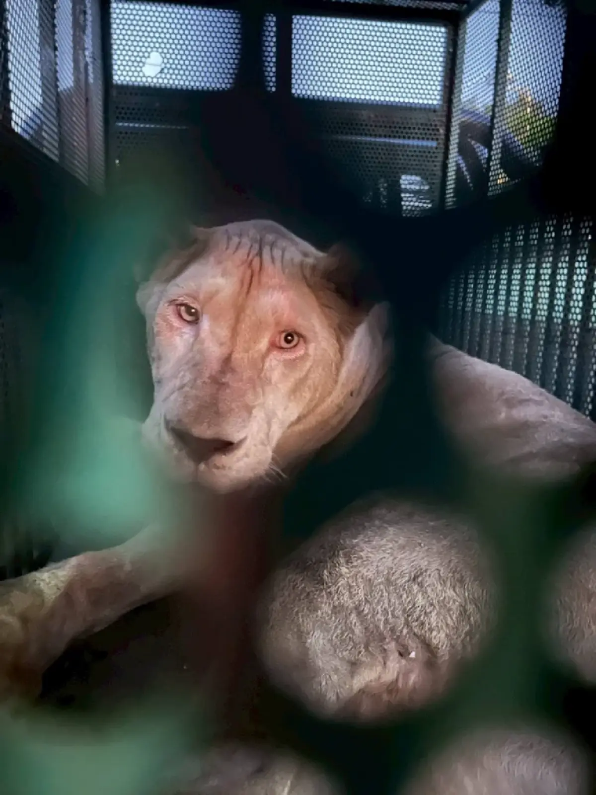 ชะตากรรมล่าสุด สิงโต - หมี ที่ตรวจยึดได้จากกาสิโนในชายแดน