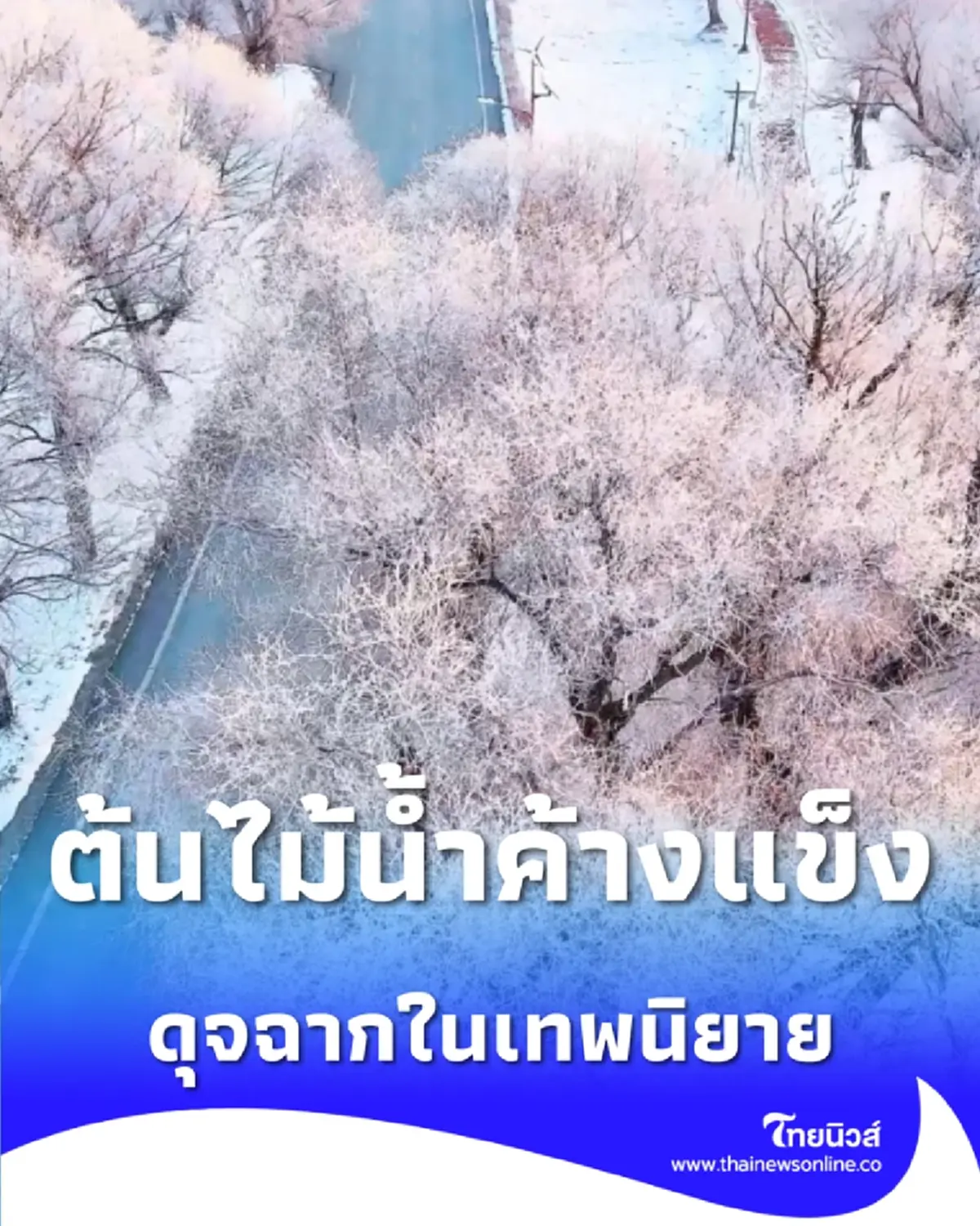 ต้นไม้น้ำค้างแข็ง แสงระยิบระยับยามเช้า ดุจฉากในเทพนิยาย