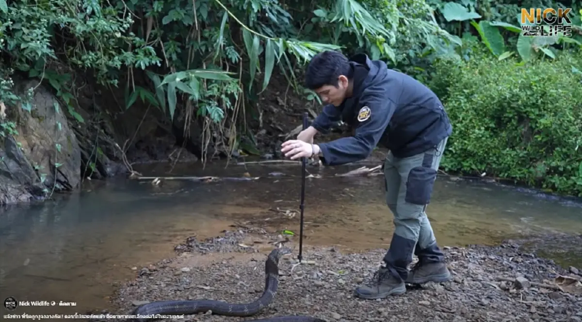 "นิค อสรพิษวิทยา" โดน"งูจงอาง"กัด หามส่งโรงพยาบาลด่วน