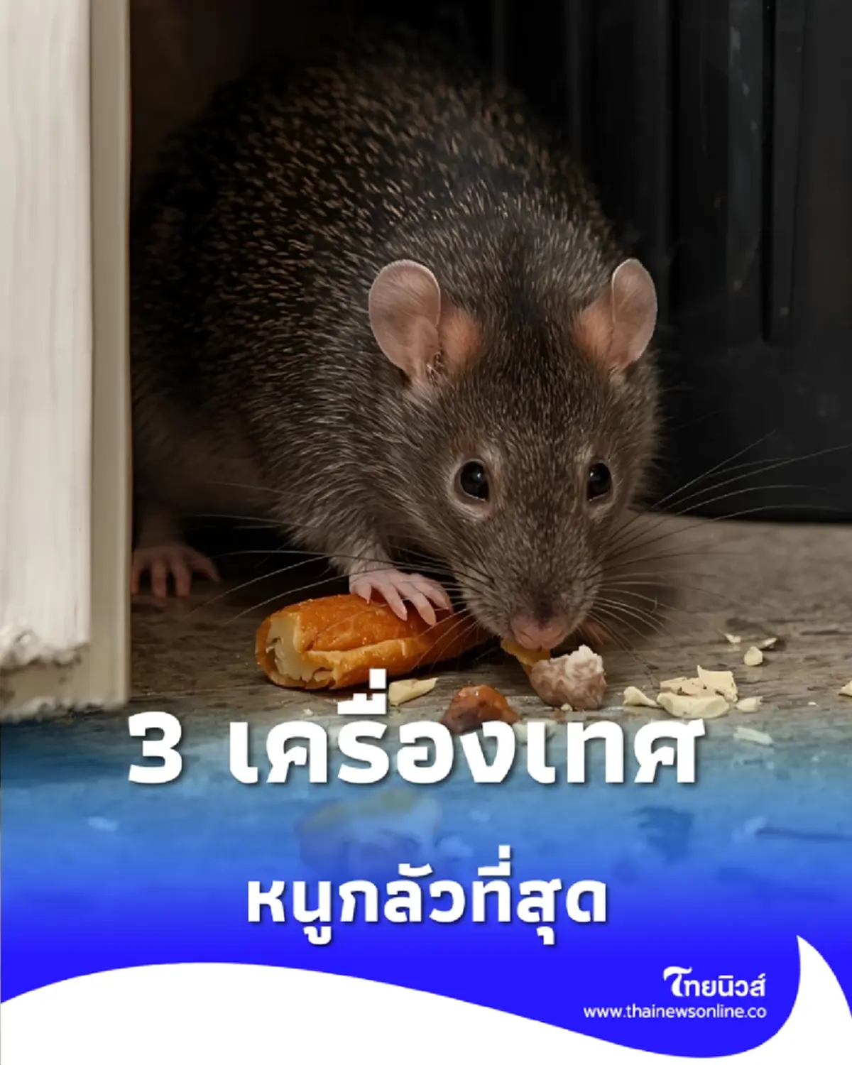 เคลียร์บ้านด้วย 3 เครื่องเทศกลิ่นฉุนที่ จมูกหนู ทนไม่ได้
