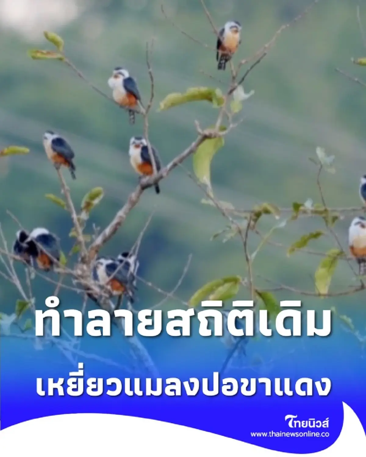 ช่างภาพจีนตะลึง จับภาพ เหยี่ยวแมลงปอขาแดง 17 ตัวในเฟรมเดียว 
