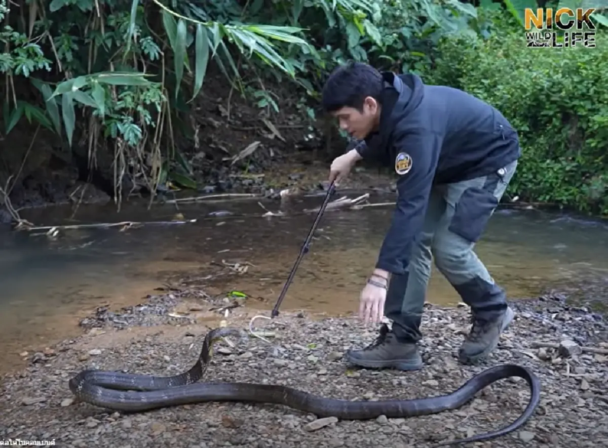 "บังยา" โพสต์ตรงๆ ถึง "นิค อสรพิษวิทยา" หลังรู้ข่าวถูกงูจงอางกัด