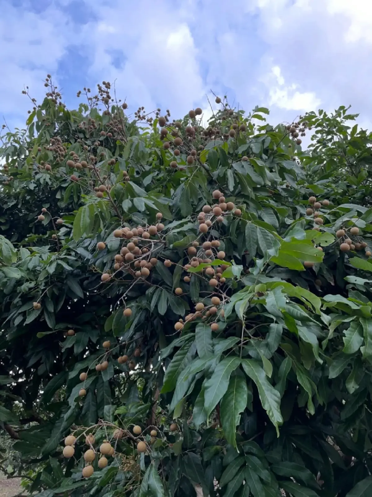 “ซาร่า โฮเลอร์” ประกาศขายที่ดินพร้อมสวนลำไย เชียงใหม่  