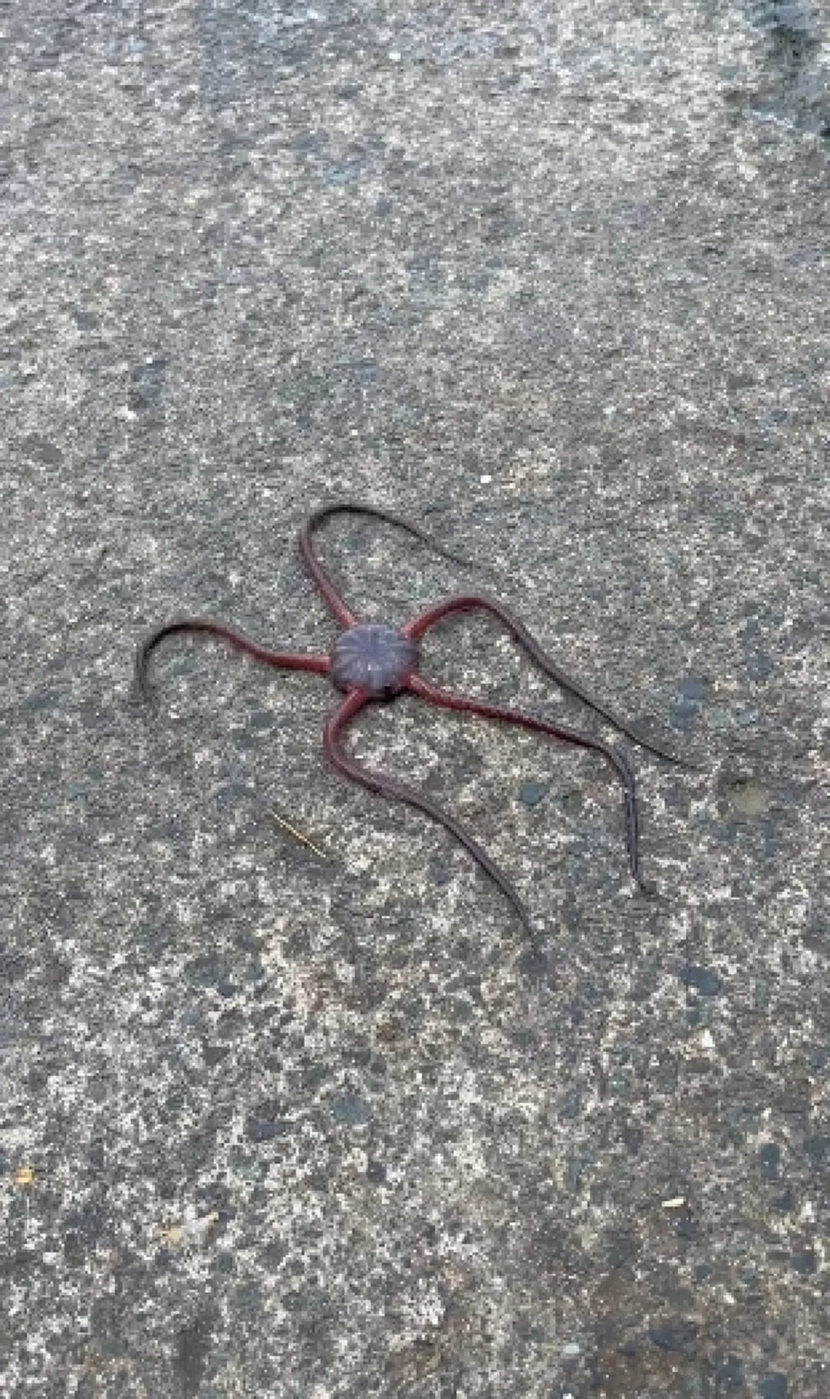 เปิดโลก หนุ่มเจอตัวประหลาดใช้หนวดเดิน ไม่เคยเห็นแบบนี้มาก่อน