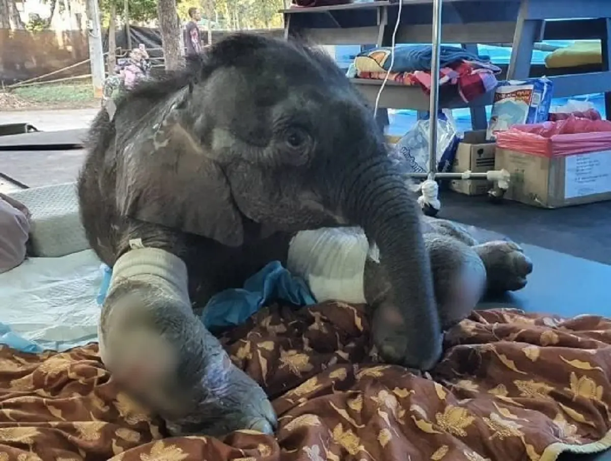 เปิดอาการล่าสุด "น้องข้าวต้ม" ดีขึ้นมาก ลุกนั่งได้เองแล้ว