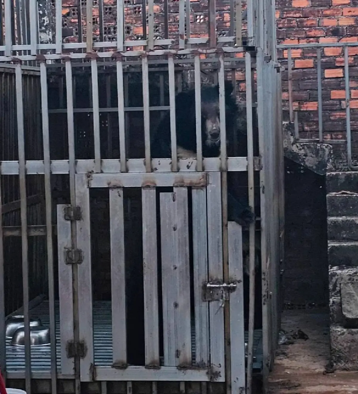 หดหู่หนัก สภาพ 5 หมี-สิงโต ถูกทิ้งคาบ่อนเขมร แววตายิ่งเจ็บปวดใจ