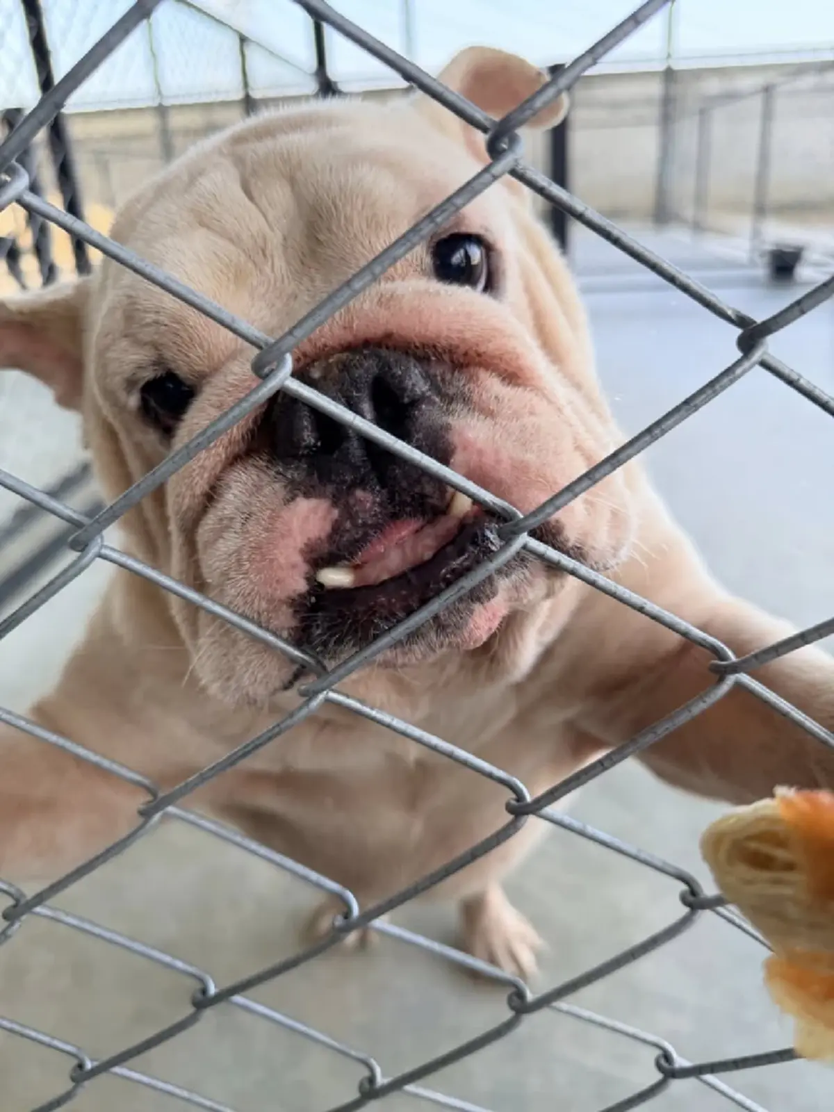 หัวใจคนรักสัตว์ “แก้มบุ๋ม ปรียาดา” สร้างบ้านใหม่ให้น้องหมา 