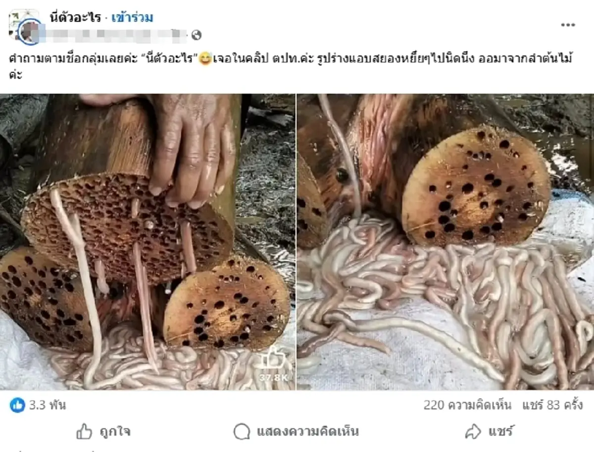 ขนลุก สาวเจอตัวประหลาด โผล่จากไม้ ที่แท้ของอร่อยโลละพัน