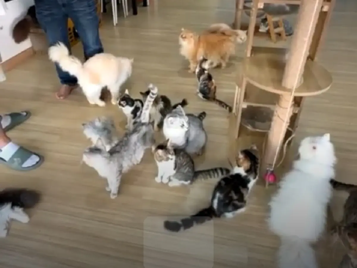 เจ้าของร้านแจงแล้ว ปมคาเฟ่แมวฉาว แฉทารุณสัตว์-ป่วยไม่รักษา