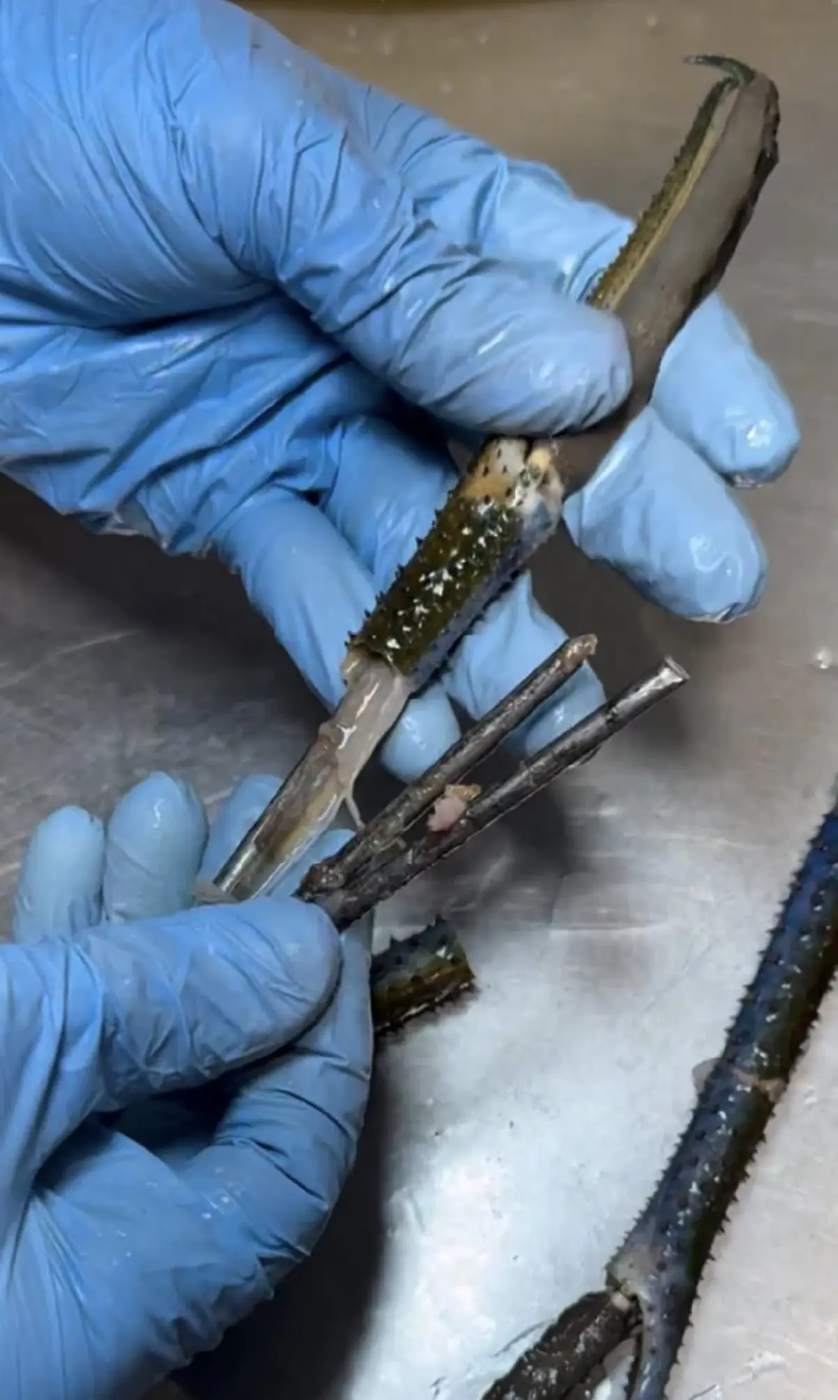 สายกินกุ้งต้องระวัง กลโกงสุดล้ำ ร้านดังเจอเต็มๆ มันอยู่ในก้าม